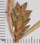 Thinfruit sedge